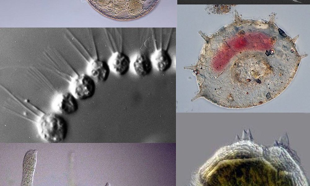 The Fascinating Diversity of Prothots: From Algae to Protozoa