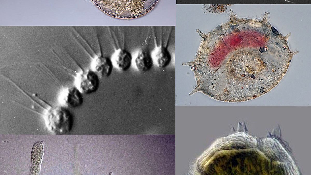 The Fascinating Diversity of Prothots: From Algae to Protozoa